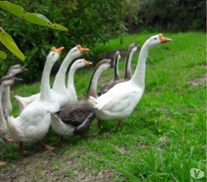 Criadero de gansos pera chinos muy cuidadores