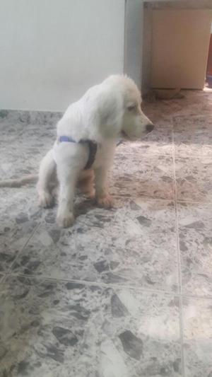 Doy en Adopción Hermoso Cocker Spinel