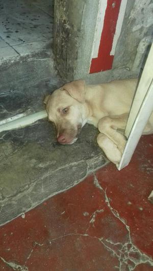 Doy en Adopcion Hermosa Cachorra