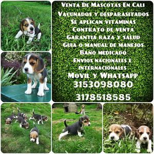 Espectaculares mascotas en venta raza Beagle