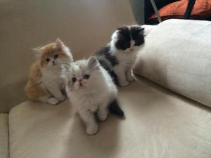 Gatos Persa