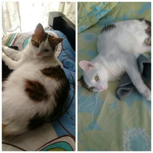 Gatos en Adopción