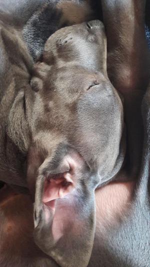 Hermosas Cachorritas Gran Danés