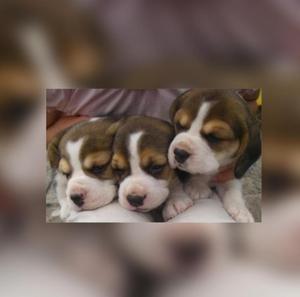 Hermosos Beagle Minis