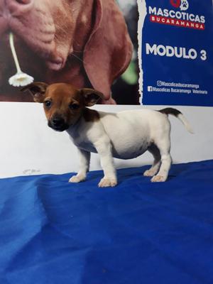Jack Russell Terrier Muy Amoroso