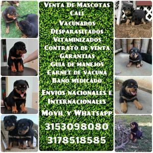 Lindas mascotas Rottweiler