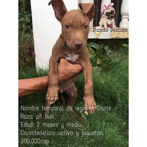 Pitbull