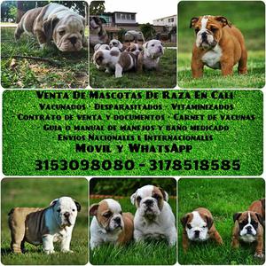 Raza Bulldog Ingles esta en venta camada de cachorros