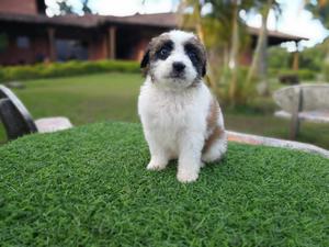 San Bernardo Cachorros