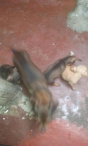 Se Venden Perritos Tasita de T