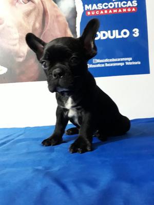 Sorprendentes Bulldog Frances para Venta