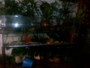 Vendo Acuario con Su Base