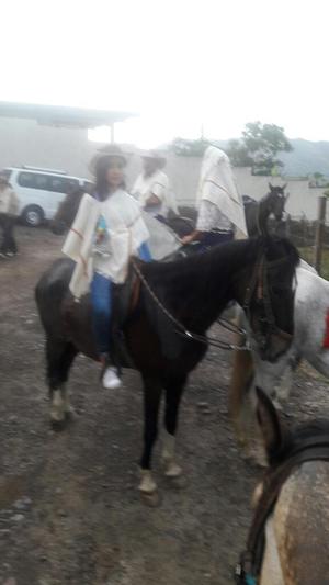 Vendo Caballo