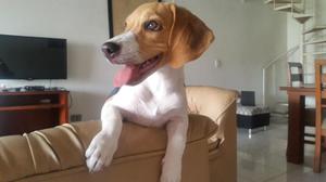 Vendo Cachorra Beagle