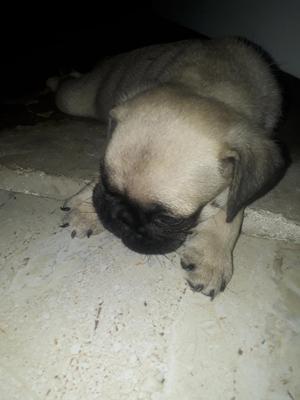 Vendo Perro Pug