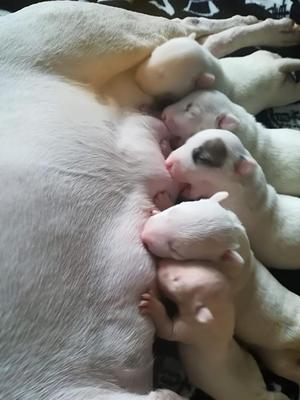 Vendo Perros Bull Terrier