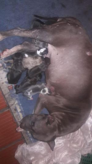 Vendo Pitbull Bluenose