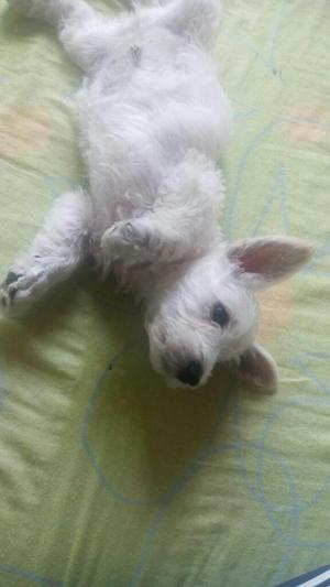 West Terrier Dos Meses