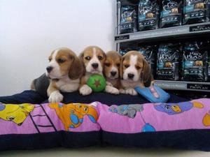 beagles super enanitos muy lindos 13 pulgadas