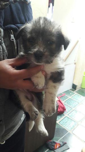 en Adopción Cachorra Mestiza