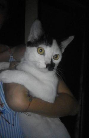 gatico en adopcion