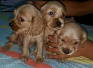 Cachorros Cocker Spaniel Disponible