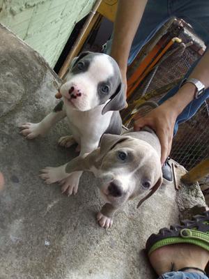 Cachorros Pitbull Muy Buena Decendencia