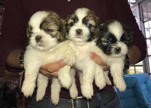 Cachorros ShihTzu