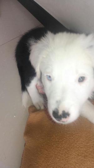 Cachorros de Border Collie para La Venta