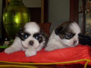 DIVINOS CACHORROS SHITZU HEMBRA Y MACHOS