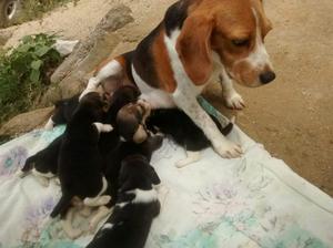 Disponibles Cachorros Beagle Tricolor Criadero P.c.i
