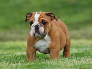 **ENCANTADORES BULLDOG INGLES EN VENTA **