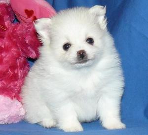 **ENCANTADORES POMERANIAS EN VENTA ***