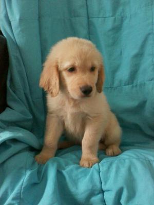 Extraordinaria Golden En venta