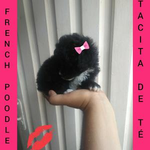French Poodle Tacita de Té,envios Nacion