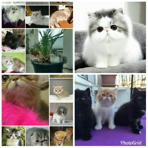 Gatos Persa
