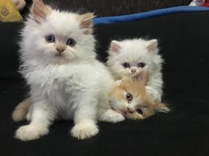 Gatos persas clsicos