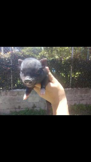 Hermoso Mini Pig