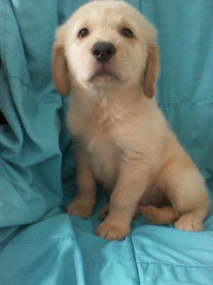 Hermosos Golden Retriever