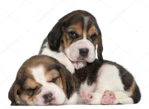 !JUGUETONES BEAGLE TRI COLOR EN VENTA !!