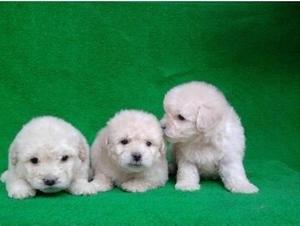 PERRITOS FRENCH POODLES MINITOYS OFERTA Y VENTA SON LOS