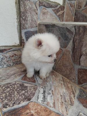 Pomeranias Disponibles