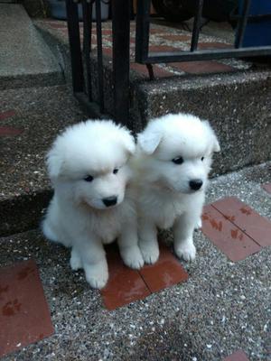 Samoyedos Hembras Y Machos en Venta