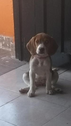 Se Vende Perrita Beagle Tiene 3 Meses