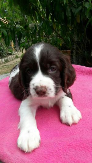 Springel Spaniels