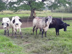 Vacas, Novillas Y Terneros