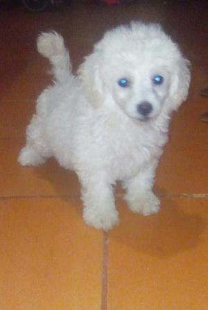 Vendo Lindo Cachorro Frespuder