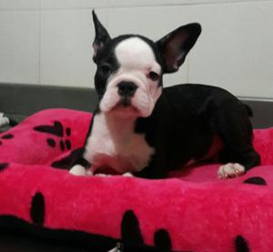 Venta de Bulldog Frances de 6 Meses