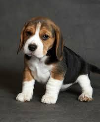 beagle tricolor