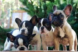 hermosos cachorros bulldog frances